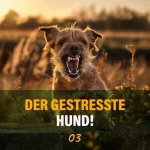 "Der gestresste Hund"