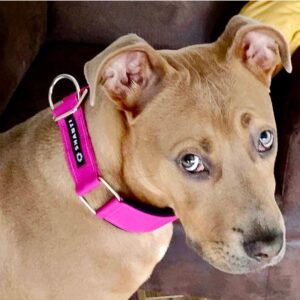 Hundehalsband Basic breit