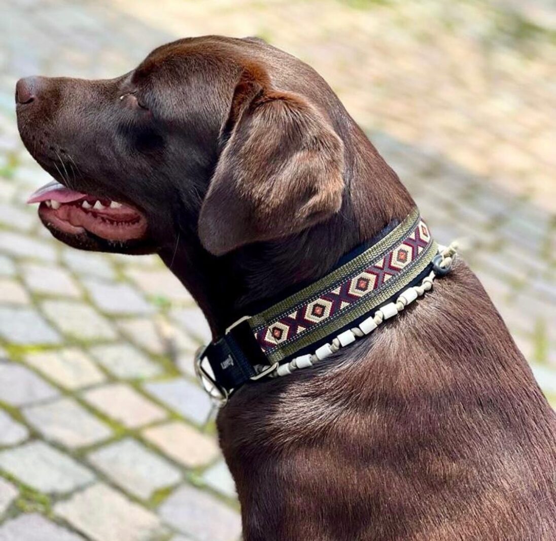 Halsband Special breit
