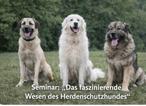 Seminar: „Das faszinierende Wesen des Herdenschutzhundes"
